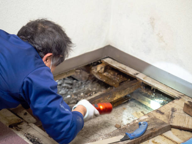 Best Mold Remediation for Schools in Sun Prairie, MT