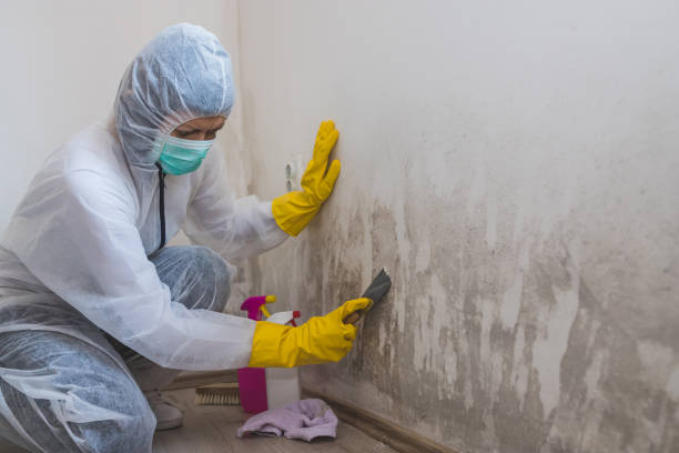 Best Mold Testing and Inspection Services in Sun Prairie, MT