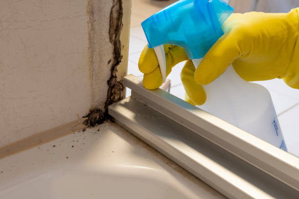 Best Black Mold Remediation in Sun Prairie, MT
