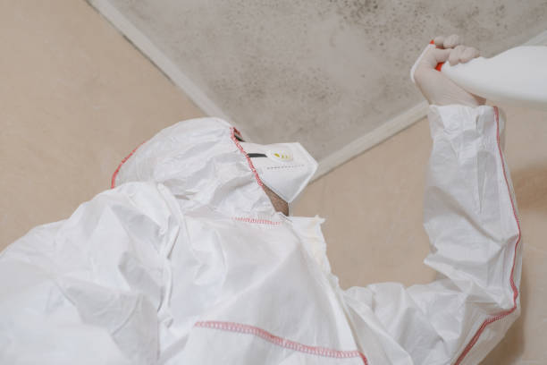 Best Basement Mold Remediation in Sun Prairie, MT