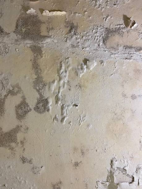 Best Basement Mold Remediation in Sun Prairie, MT