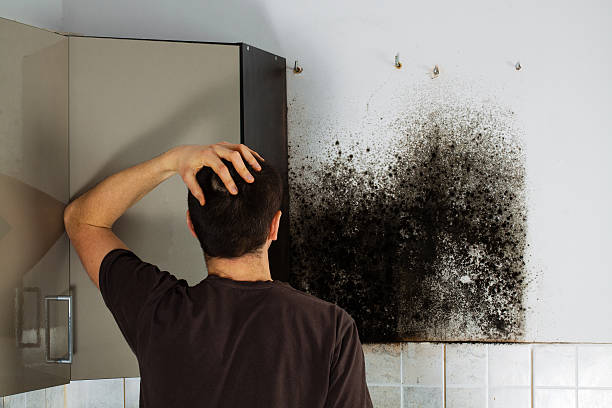 Best HVAC Mold Remediation in Sun Prairie, MT