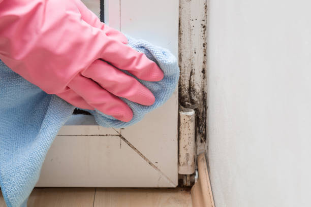 Best DIY Mold Remediation Support Services in Sun Prairie, MT