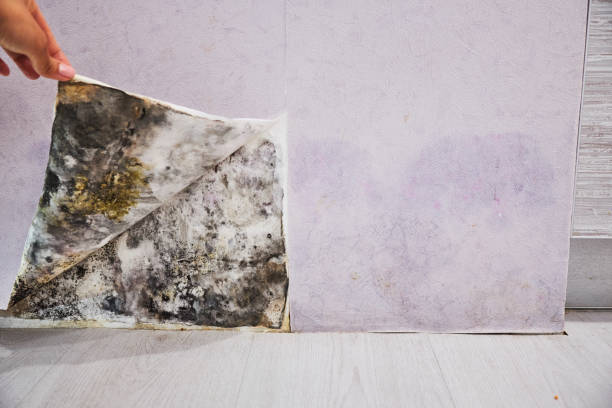 Best Industrial Mold Remediation in Sun Prairie, MT